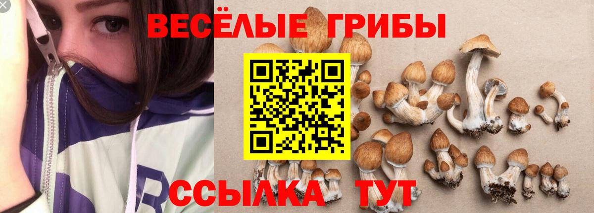 Псилоцибиновые грибы Psilocybine cubensis Балашиха